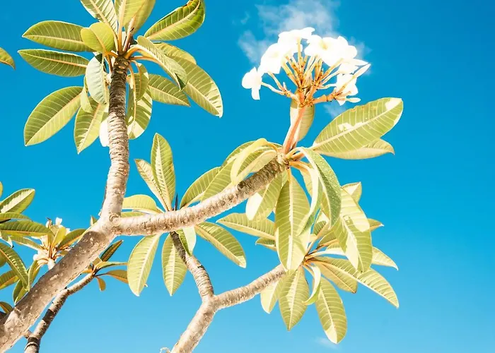 Apartment Casa Maida